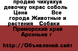 продаю чихуахуа девочку,окрас соболь › Цена ­ 25 000 - Все города Животные и растения » Собаки   . Приморский край,Арсеньев г.